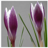 20 Seeds Per Pack - Saffron Crocus Seeds