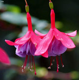 40 Seeds Per Pack - Fuchsia Seed Pods