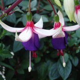 40 Seeds Per Pack - Fuchsia Seed Pods