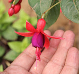 40 Seeds Per Pack - Fuchsia Seed Pods